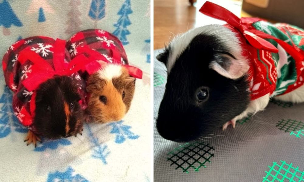 Collection of dresses for Chrismas