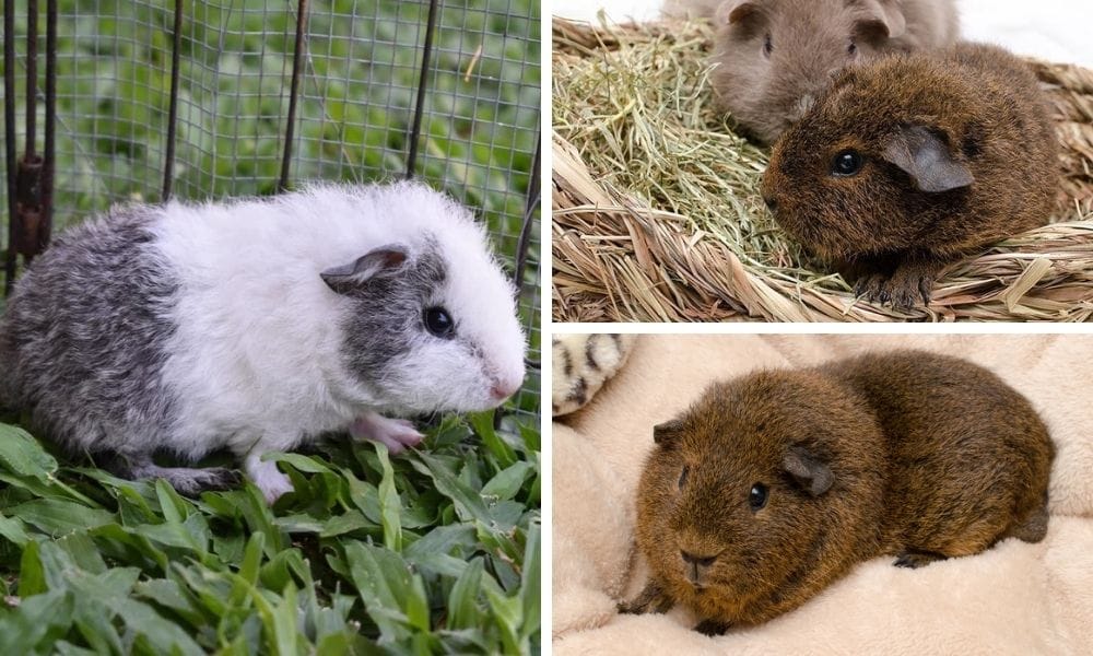 Guinea Pigs diet