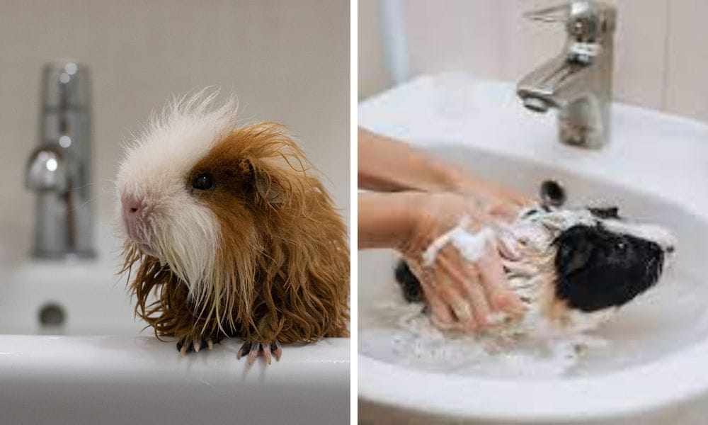 guinea pig shampoo