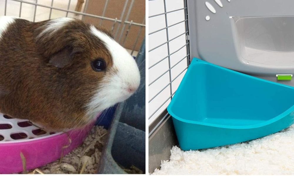 small pet toilets