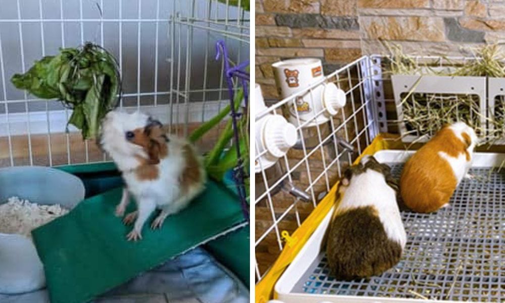 small pet toilets
