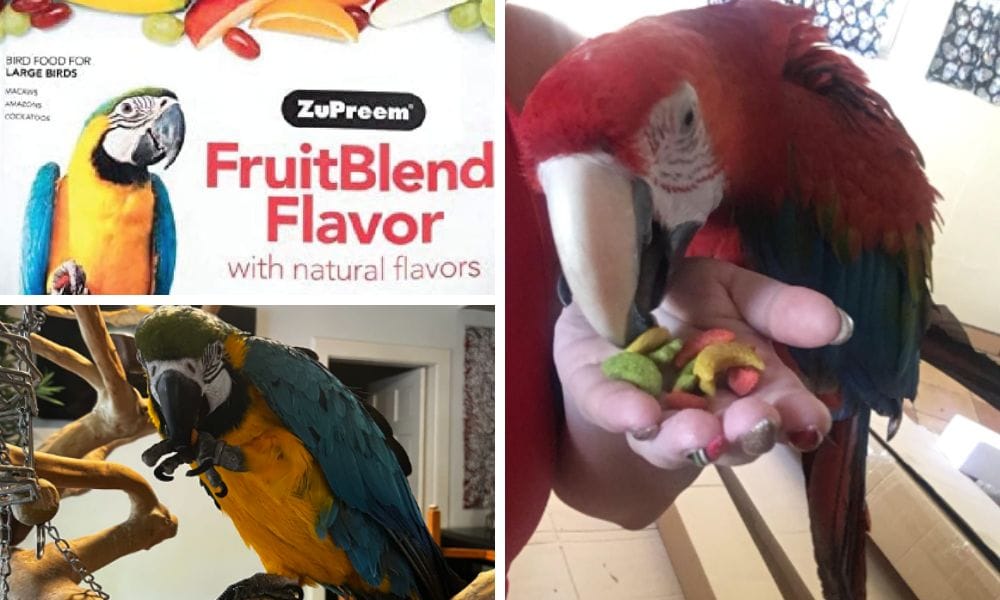 premium blend of seeds