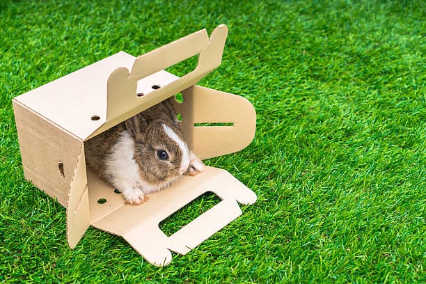 rabbit travel carrier