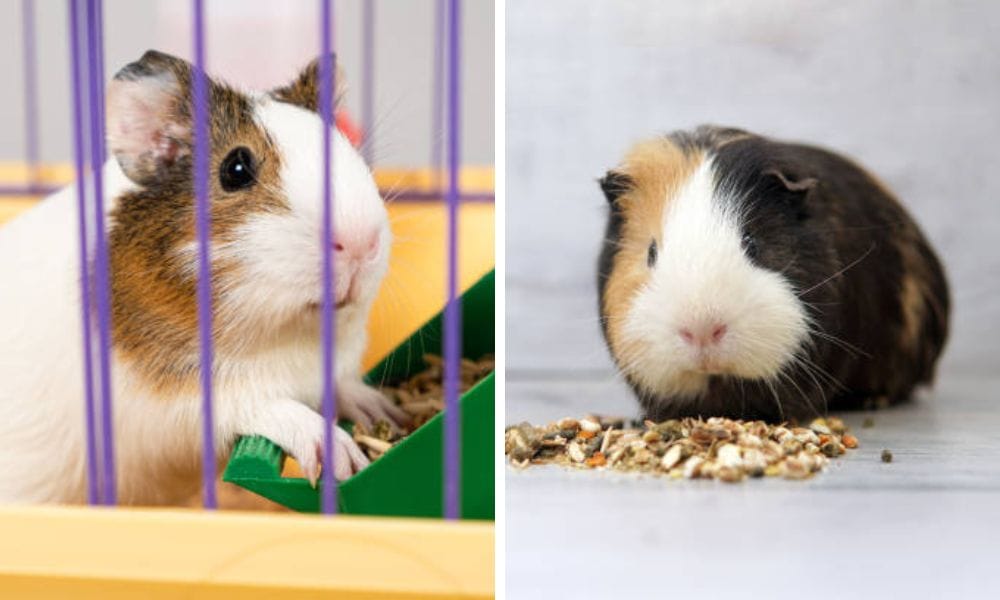most guinea pigs enjoy fruits