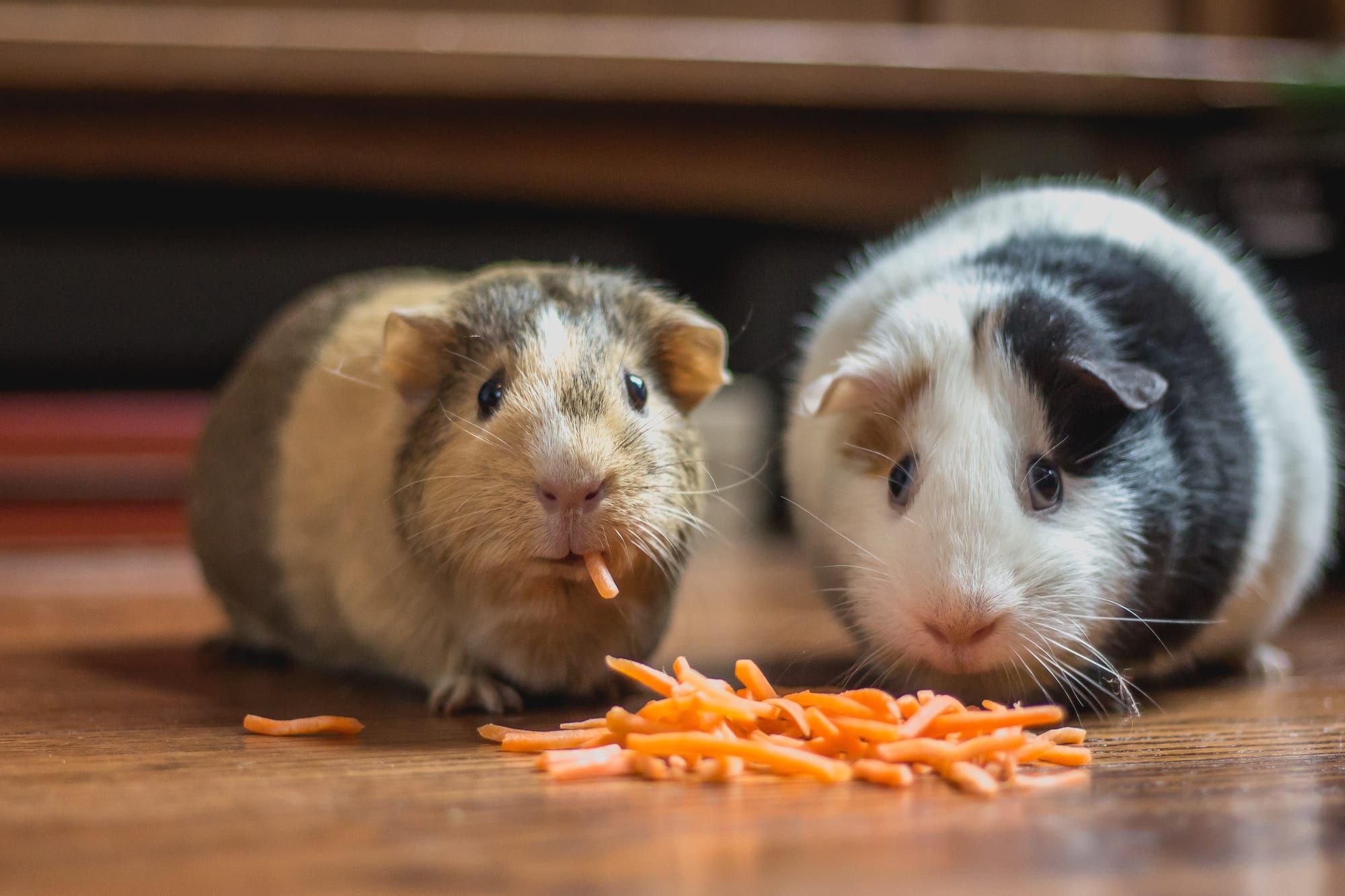 keep your&nbsp;guinea pig happy&nbsp;and healthy