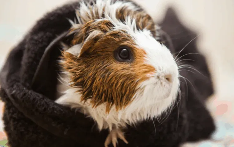 Pet Shampoo