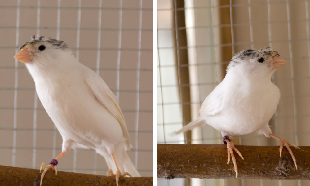 white canaries