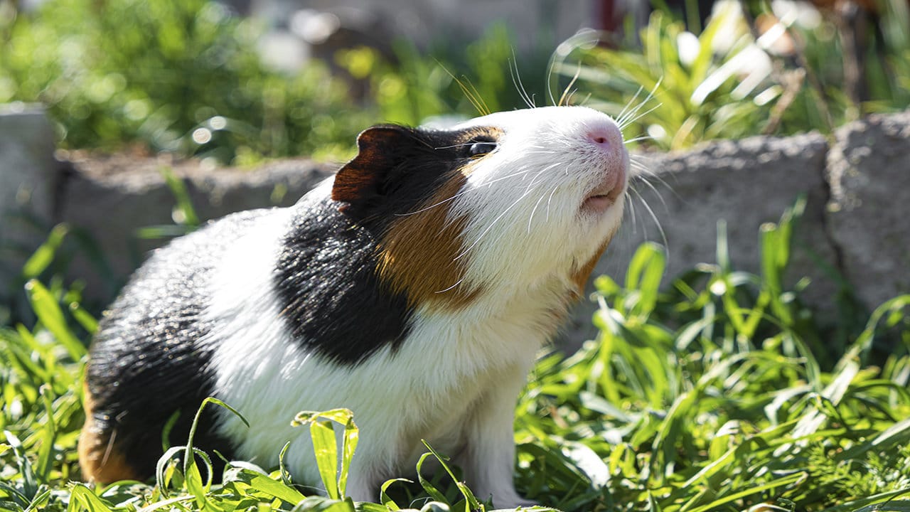 american guinea pig