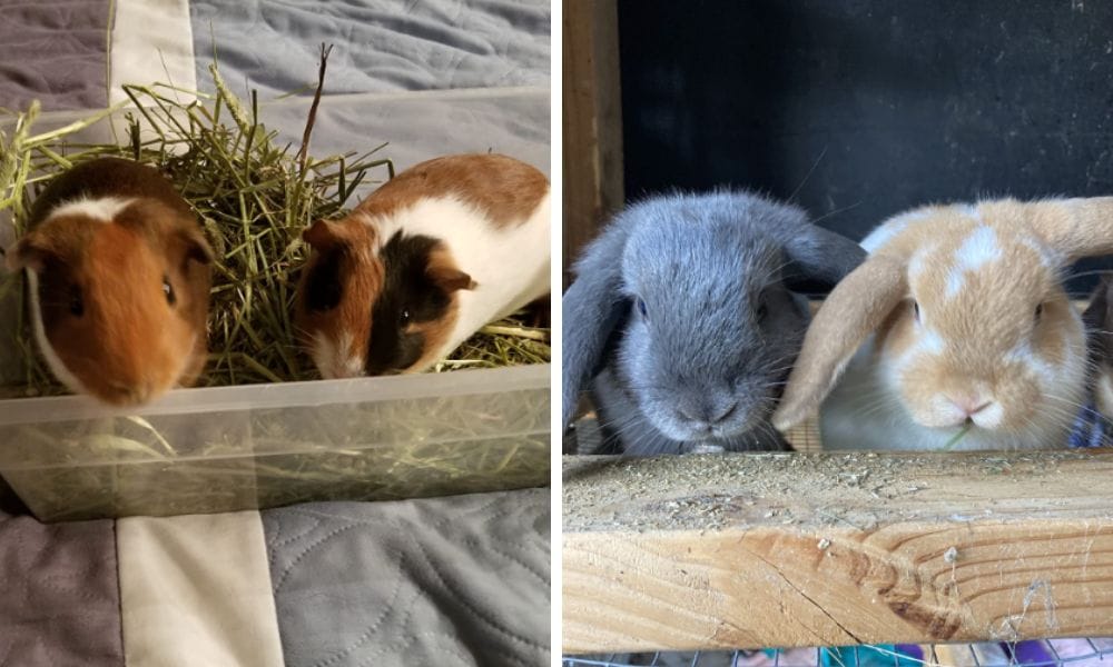 sun cured timothy hay