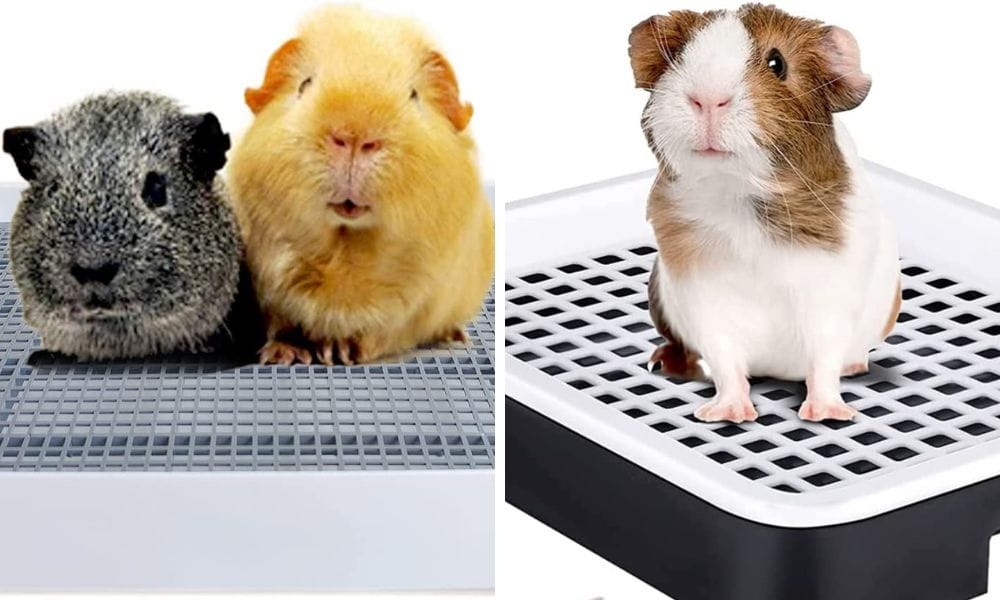 Litter Train Your Guinea Pig