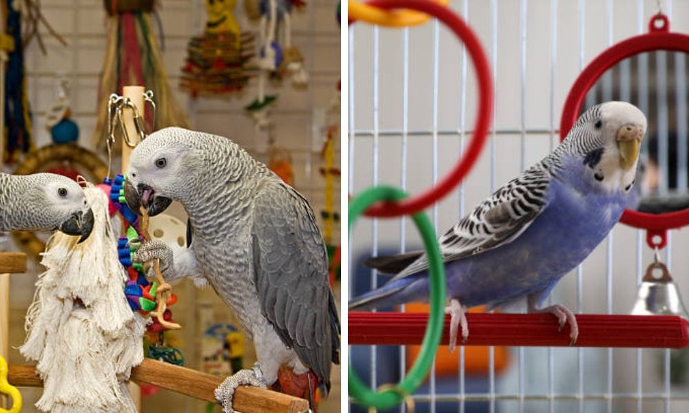 Parrot Bird Play Stand