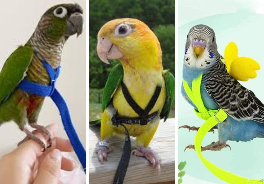 bird harness