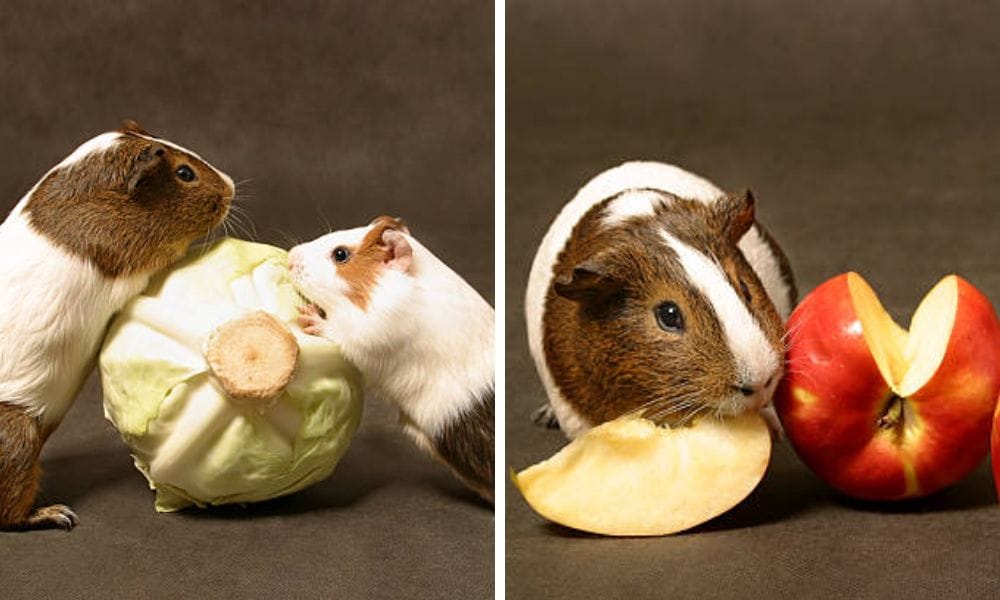  Many guinea pigs enjoy alfalfa cubes, carrot tops, and apples and apples as an occasional treat