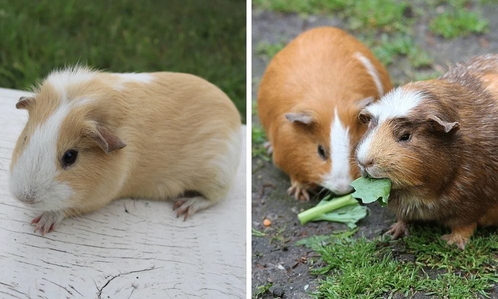 single guinea pig