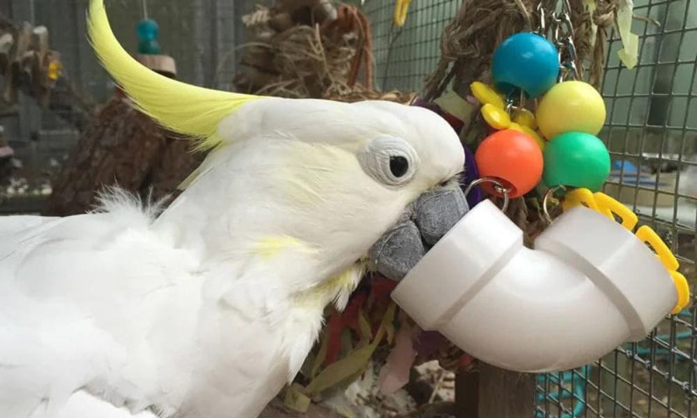 &nbsp;Parrots and Cockatoo&nbsp;Bird Toys
