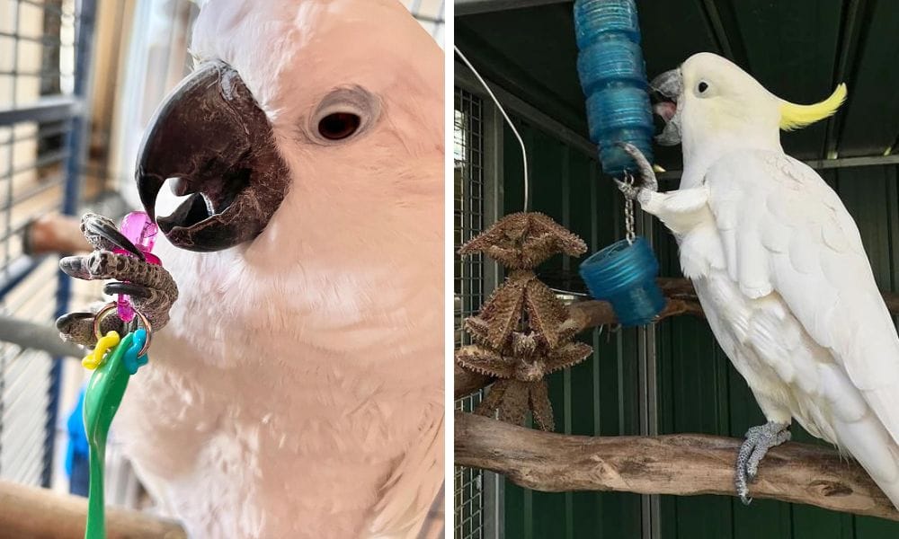 &nbsp;Parrots and Cockatoo&nbsp;Bird Toys