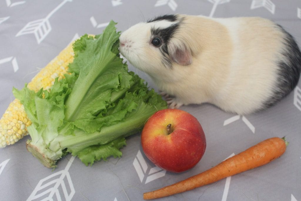 What can guinea pigs eat? 
