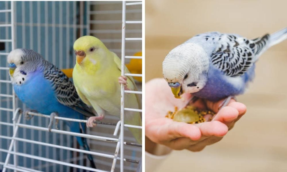 Parakeets eating millet