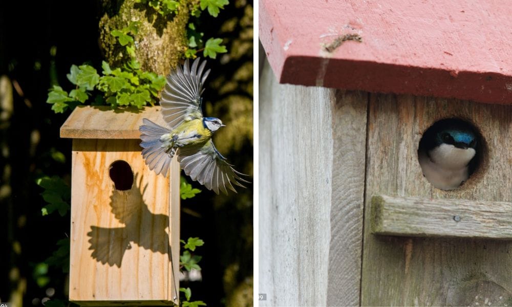 nest boxes also for house sparrows 