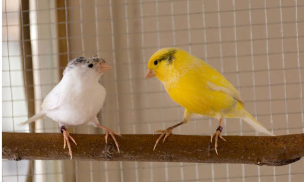 white canaries are beautiful pet birds