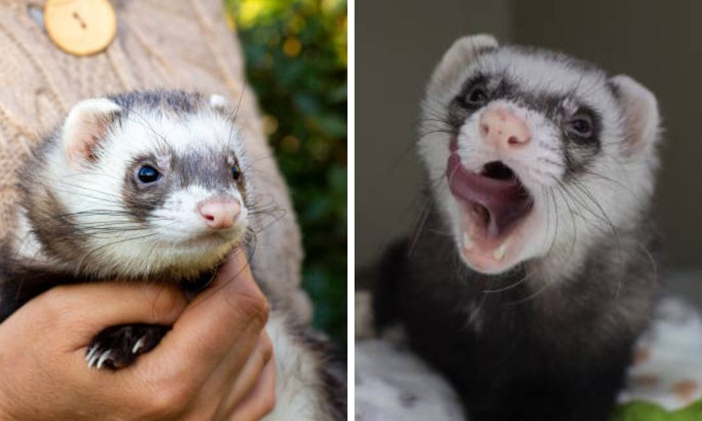 zupreem premium ferret diet