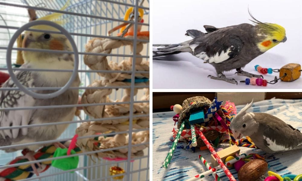 Check out some youtube videos or our pintrest for DIY toys