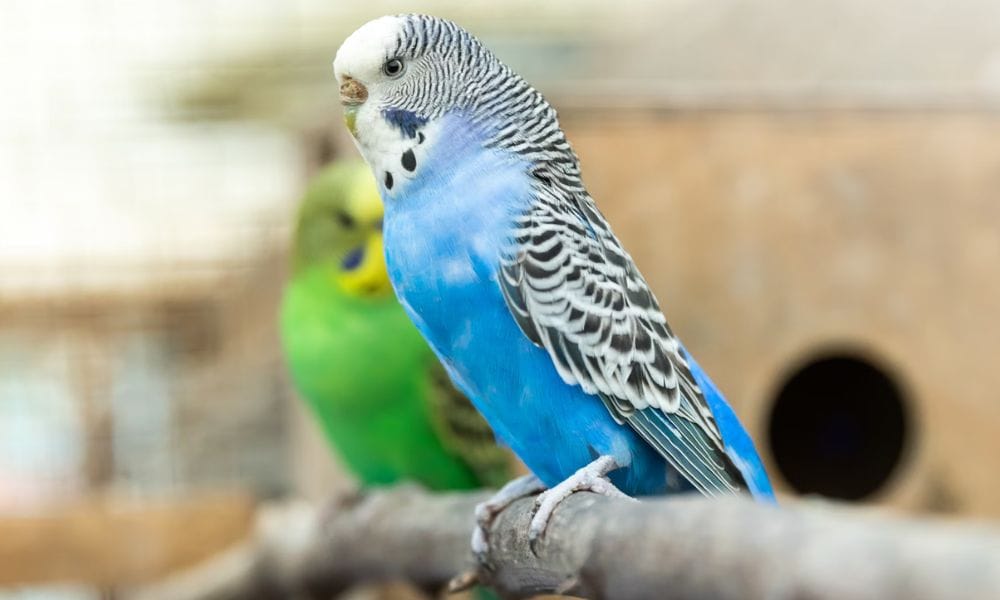 	 breeding box