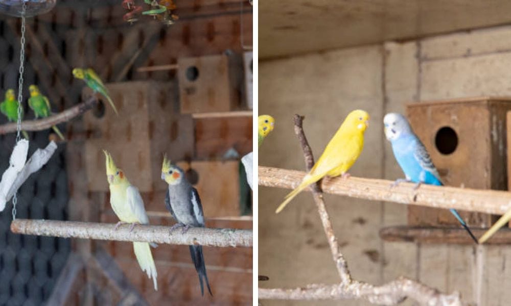 Wood Breeding Box