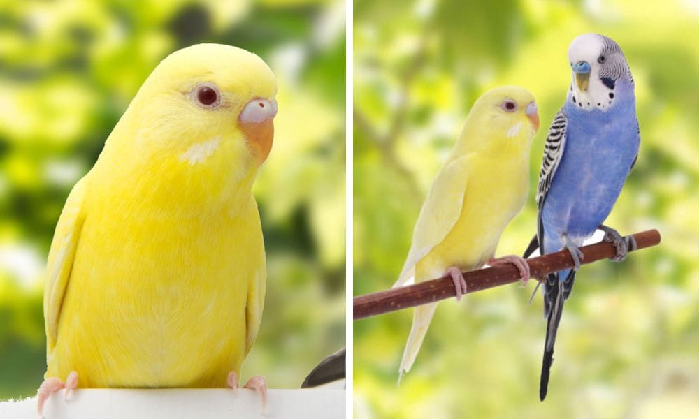 The Lutino has a red eye with white iris ring and feet are pink in colour.