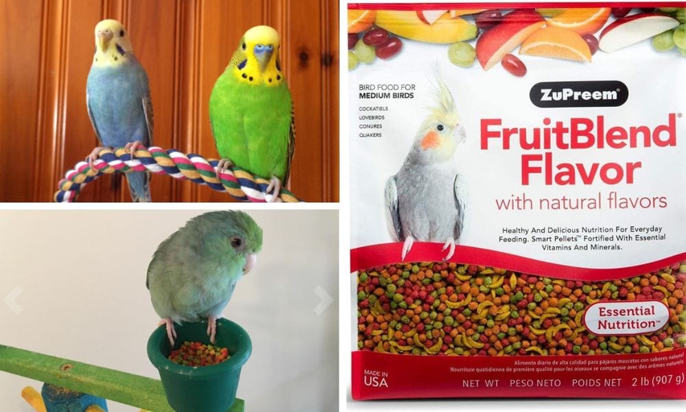 zupreem fruitblend