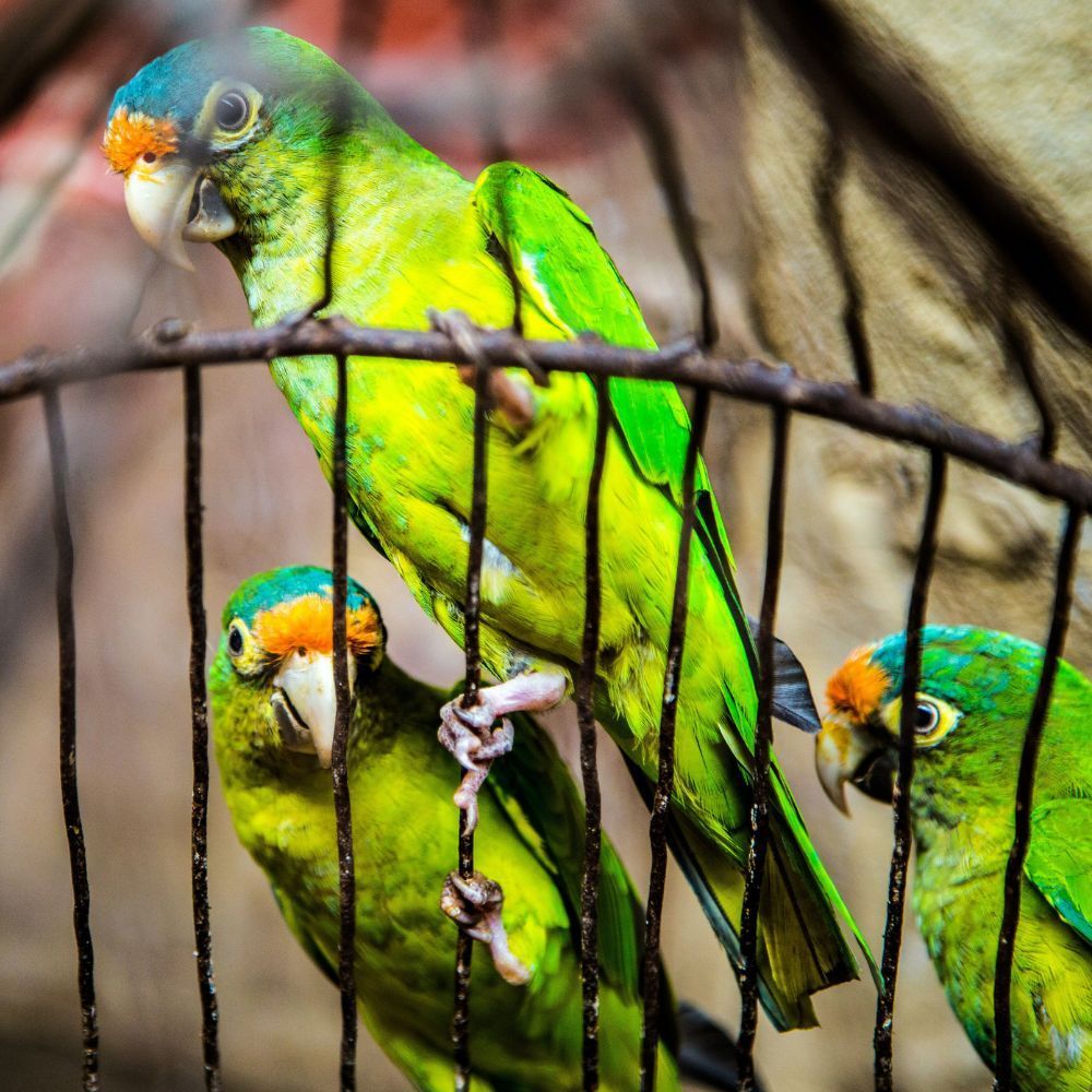 Cage for Parrot