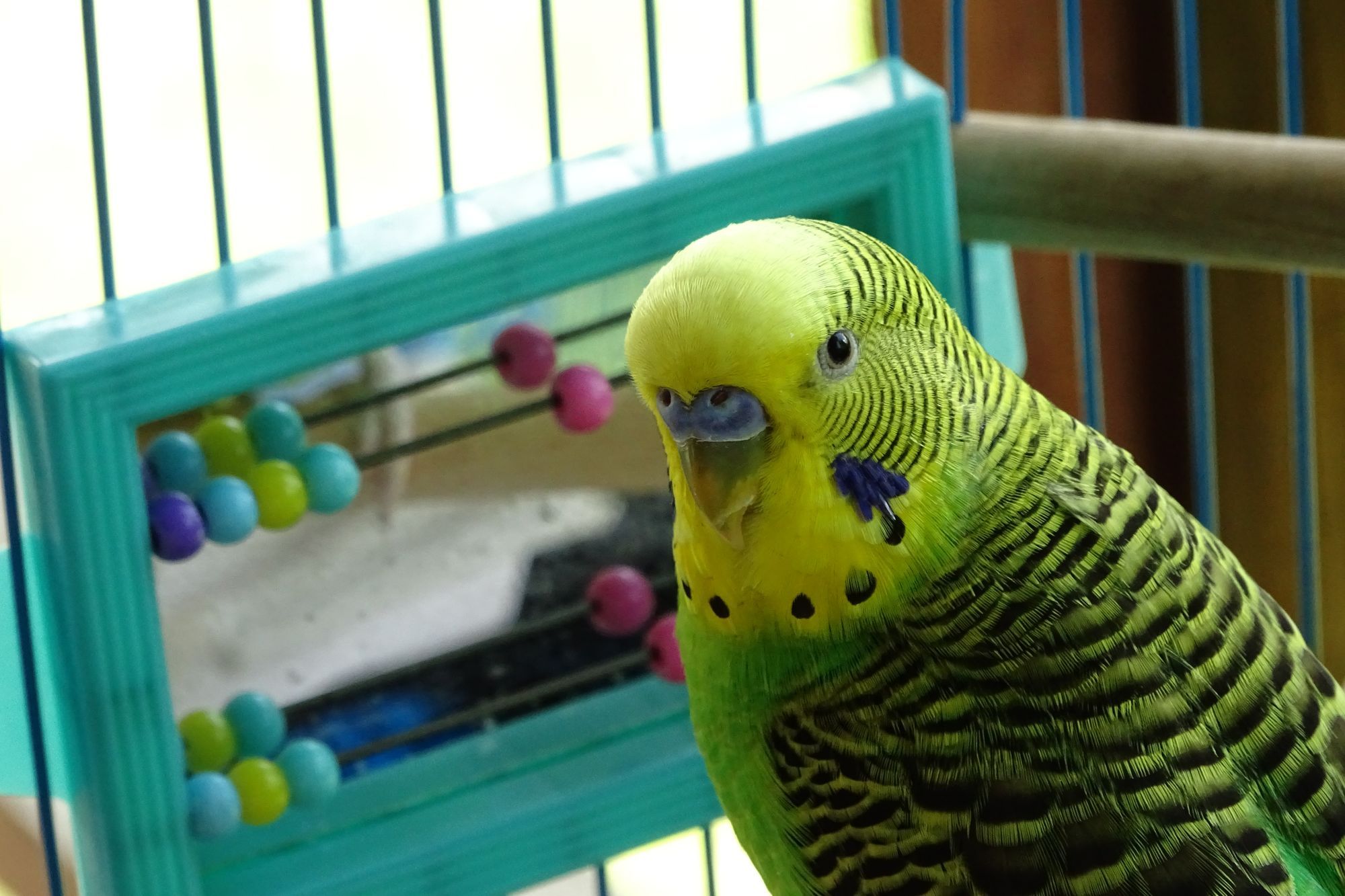 Parakeet Toys