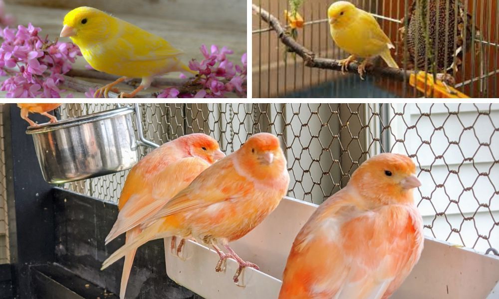 Canary Food