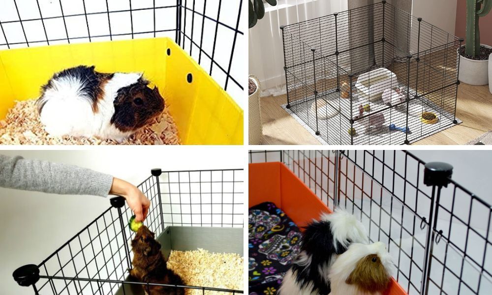  C&C Guinea Pig Cage
