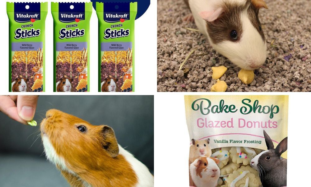 Guinea Pig Eating Treats