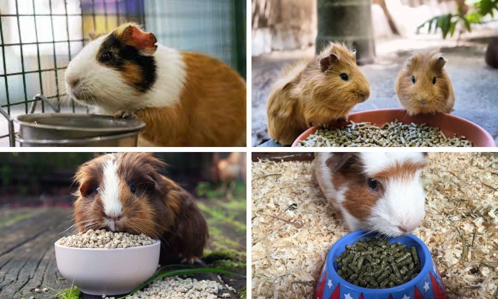 Pellet Food For Guinea Pigs