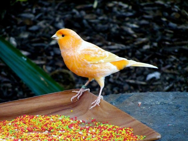 Canary Food
