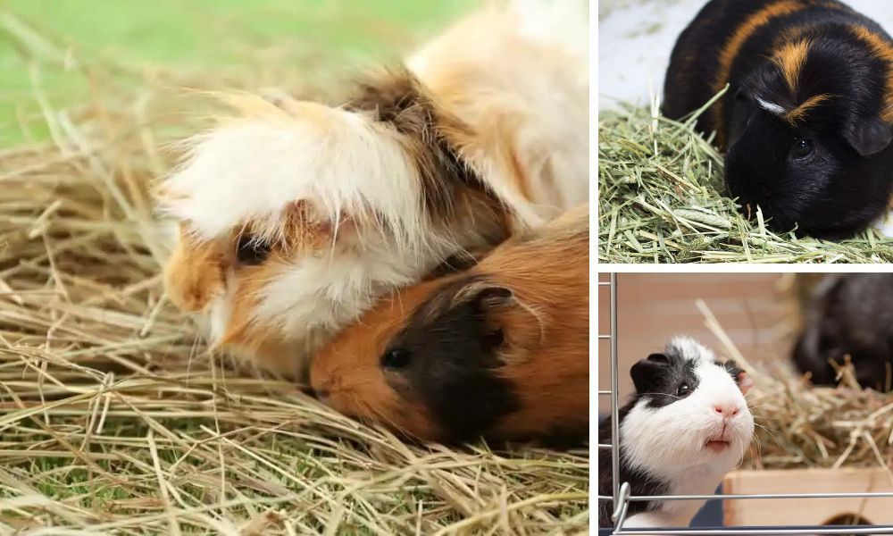 Guinea Pigs Eating Hay