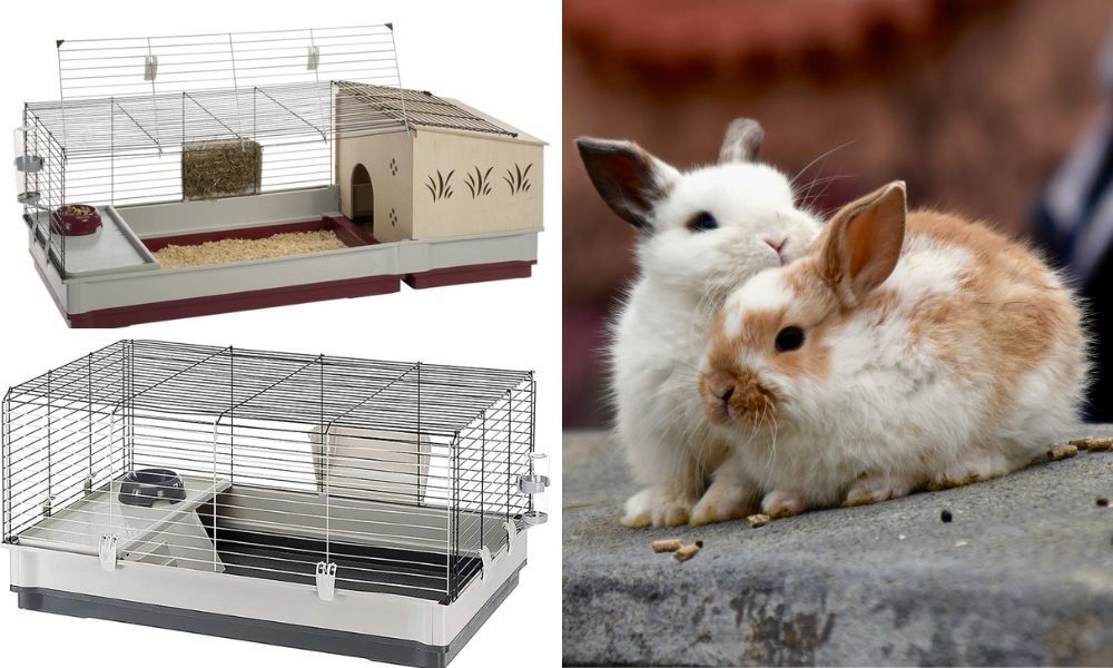Rabbit Starter Kit