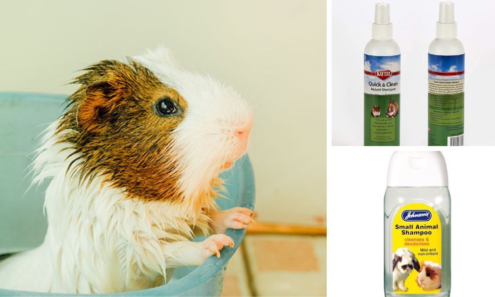 Guinea Pig Shampoo
