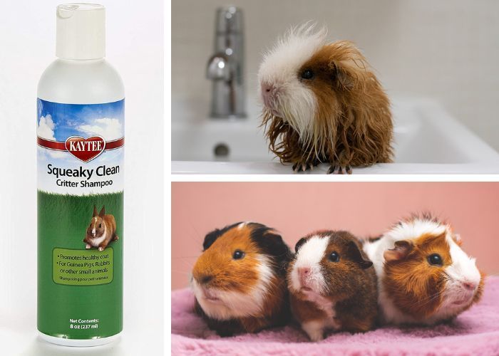 Guinea Pig Shampoo