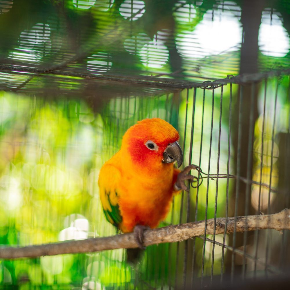 Bird Cage With Stand