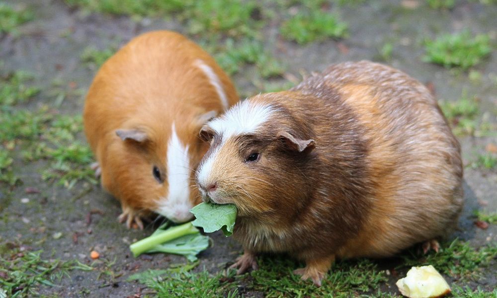 Cages for Guinea Pigs