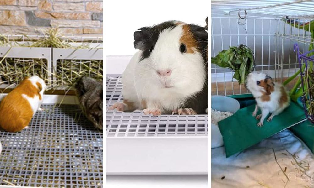 Guinea Pig Litter Box