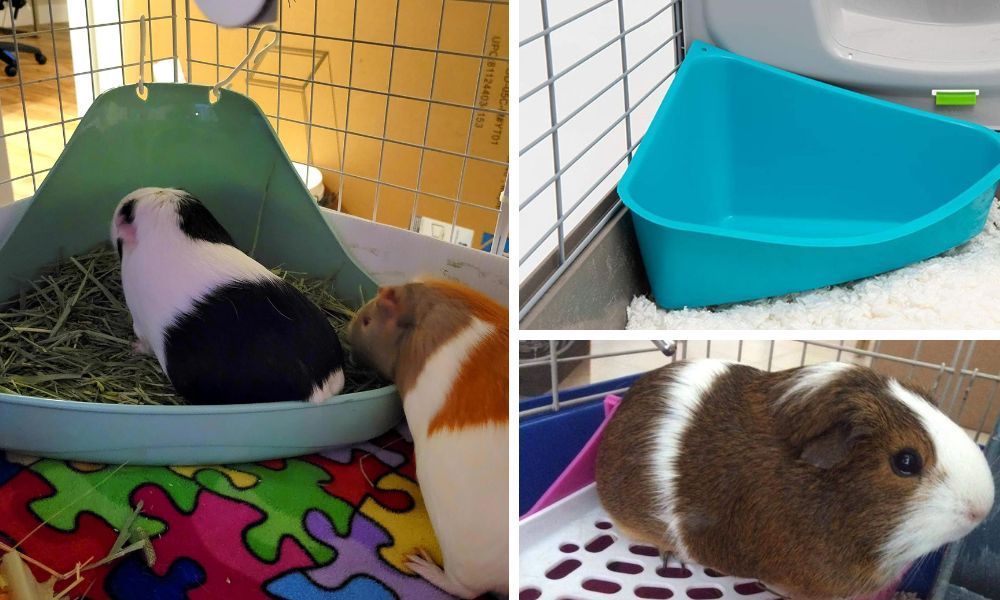 Guinea Pig Litter Box