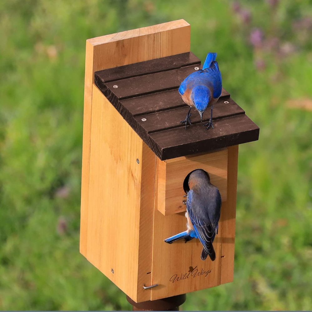 Bird Nesting Boxes