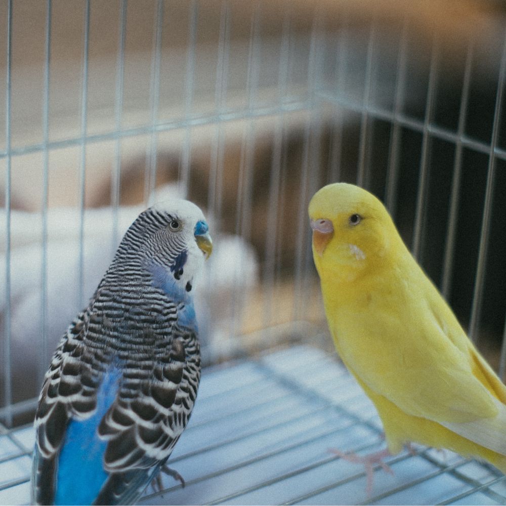 Parakeets Cage