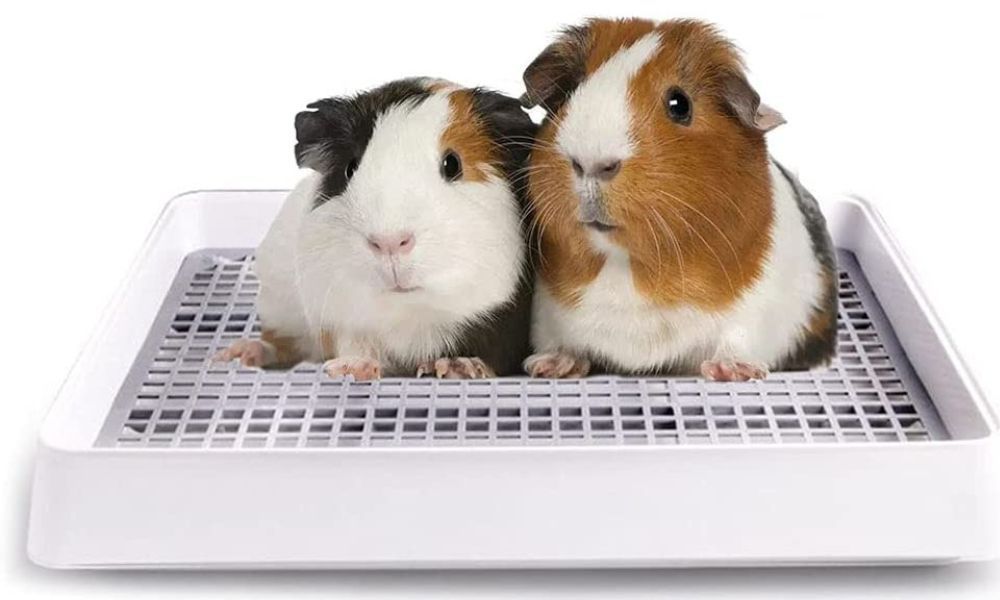 Guinea Pig Litter Box