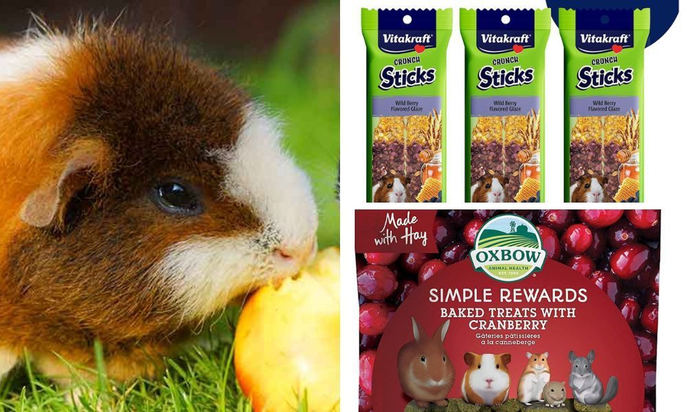 Guine Pig Treats