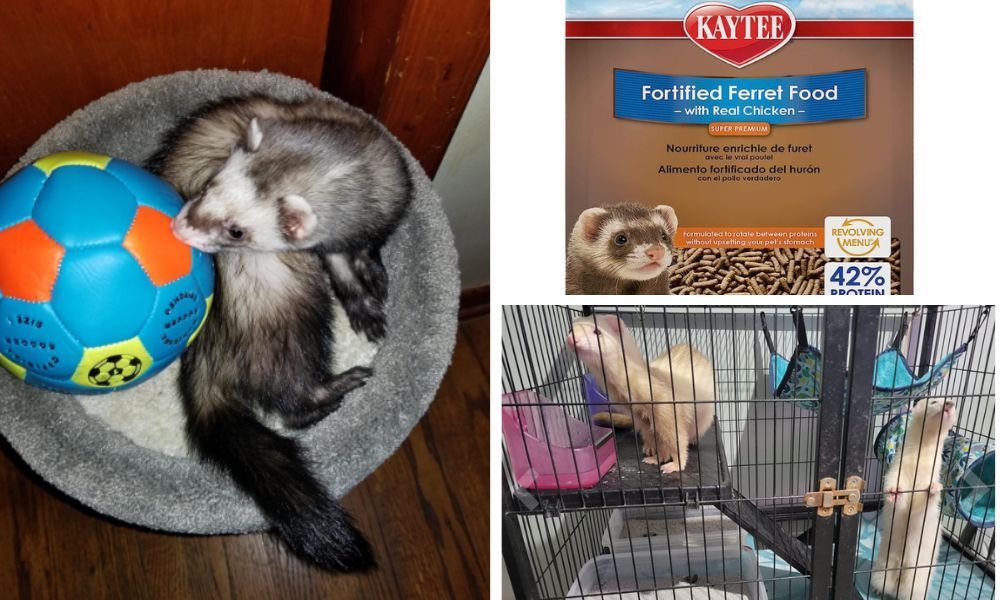 Kaytee Ferret Food